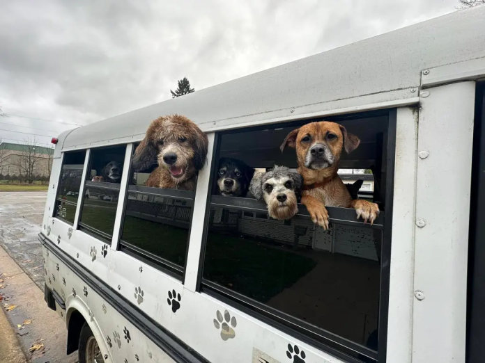 onibus-canino.png