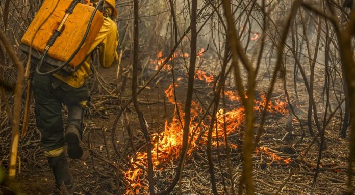 Gastos ambientais serão rastreados por painel do governo