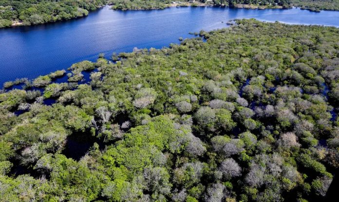 Edital é lançado para combate ao desmatamento na Amazônia