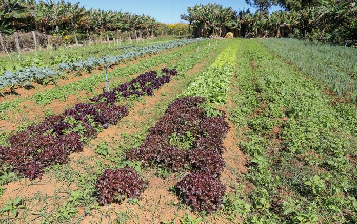 GDF traz apoio a agricultores de baixa renda