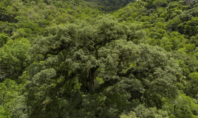 Desmatamento da Mata Atlântica tem queda de 28% em um ano