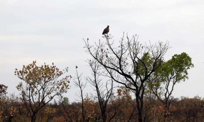 Programa Copaíbas auxilia na proteção de incêndios no Cerrado