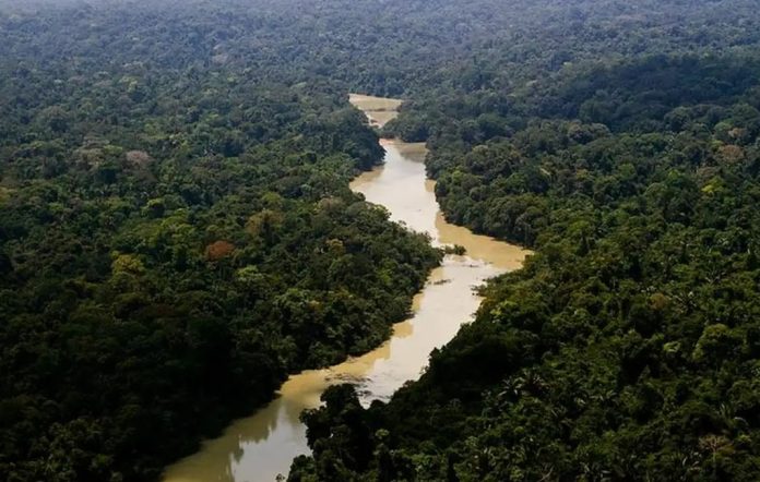 Floresta é preservada por iniciativa do mercado financeiro