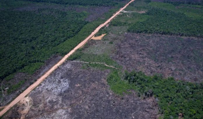 Último ano mostra queda de 36,87% no desmatamento da Amazônia