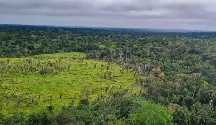 Imazon aponta desmatamento zero em 60% de terras indígenas na Amazônia