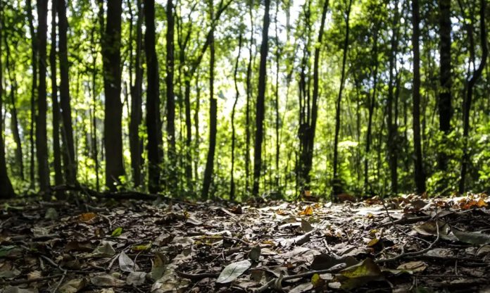 Produção florestal brasileira atinge recorde de R$ 47,9 bilhões