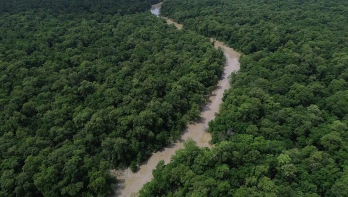 Amazônia registra queda no desmatamento de 41,8%